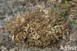 True Iceland lichen (Cetraria islandica)