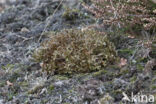 True Iceland lichen (Cetraria islandica)