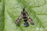 Currant Clearwing (Synanthedon tipuliformis)