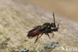 Geelschouderwespbij (Nomada ferruginata)