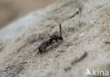 Charmouth Wasp-bee (Nomada sheppardana)