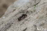 Charmouth Wasp-bee (Nomada sheppardana)