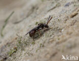 Charmouth Wasp-bee (Nomada sheppardana)