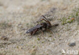 Charmouth Wasp-bee (Nomada sheppardana)