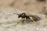 Geelzwarte wespbij (Nomada succincta)