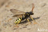 Geelzwarte wespbij (Nomada succincta)