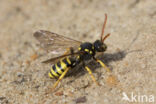 Geelzwarte wespbij (Nomada succincta)