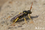 Geelzwarte wespbij (Nomada succincta)