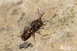 Gewone dubbeltand (Nomada ruficornis)