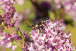 Heideviltbij (Epeolus cruciger)