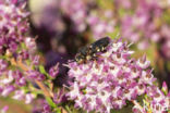 Heideviltbij (Epeolus cruciger)