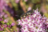 Heideviltbij (Epeolus cruciger)