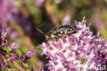 Heideviltbij (Epeolus cruciger)