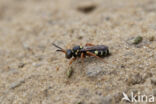 Wasp-bee (Nomada rufipes)