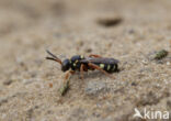 Wasp-bee (Nomada rufipes)