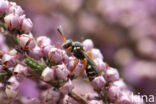 Heidewespbij (Nomada rufipes)