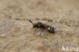 Wasp-bee (Nomada rufipes)