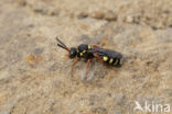 Wasp-bee (Nomada rufipes)