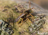 Kortsprietwespbij (Nomada fucata)