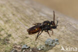 Geelschouderwespbij (Nomada ferruginata)