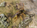 Kortsprietwespbij (Nomada fucata)