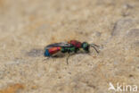 chrysis viridula