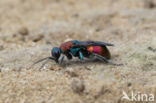 goudwesp (hedychrum niemelai nobile)