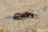 chrysis viridula