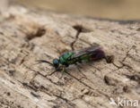 goudwesp (chrysis immaculata)