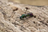 goudwesp (chrysis immaculata)