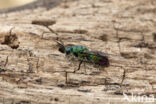 goudwesp (chrysis immaculata)