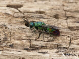 goudwesp (chrysis immaculata)