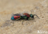 goudwesp (chrysis viridula)