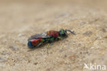 goudwesp (chrysis viridula)