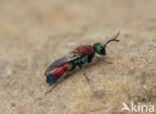 goudwesp (chrysis viridula)