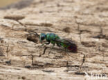 goudwesp (chrysis immaculata)