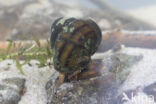 Lister\ s River Snail (Viviparus contectus)