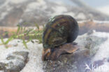 Lister\ s River Snail (Viviparus contectus)