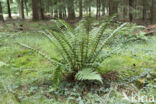 Geschubde mannetjesvaren (Dryopteris affinis)