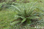 Geschubde mannetjesvaren (Dryopteris affinis)