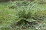 Geschubde mannetjesvaren (Dryopteris affinis)