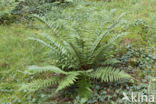 Geschubde mannetjesvaren (Dryopteris affinis)