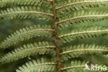 Geschubde mannetjesvaren (Dryopteris affinis)