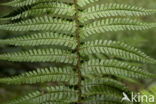 Geschubde mannetjesvaren (Dryopteris affinis)