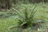 Geschubde mannetjesvaren (Dryopteris affinis)