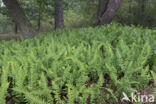 Gewone eikvaren (Polypodium vulgare)