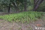 Common Polypody (Polypodium vulgare)