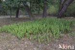 Gewone eikvaren (Polypodium vulgare)