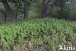 Gewone eikvaren (Polypodium vulgare)