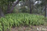 Common Polypody (Polypodium vulgare)